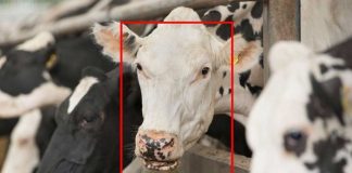 facial recognition