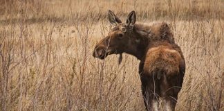 moose
