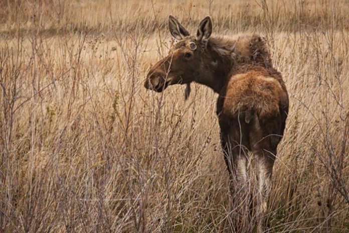 moose moose