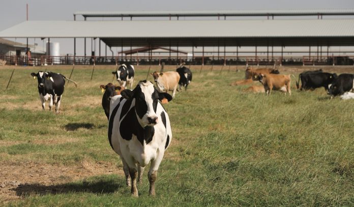 Dairy cow in pasture.  California. California dairy cows