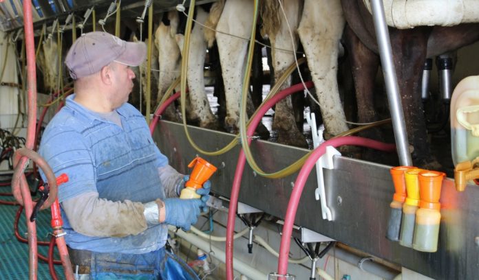 Dairy parlor Milking parlor