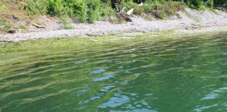 Lake Erie algal bloom