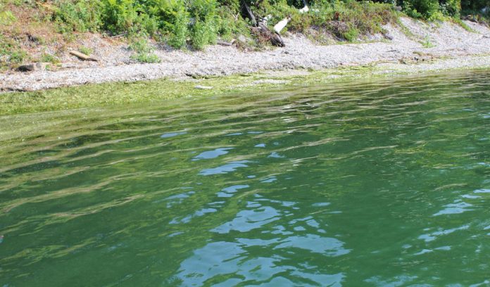 Erie green shore Lake Erie algal bloom
