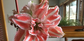 Amaryllis