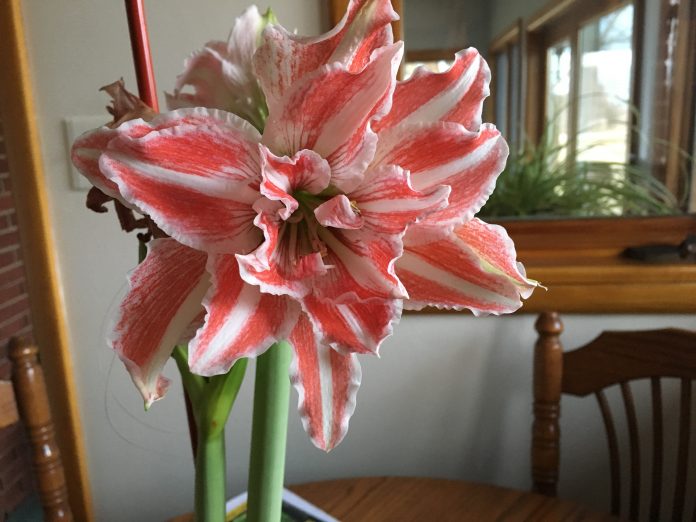 Amaryllis Amaryllis