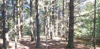 Wayne National Forest