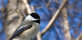 chickadee