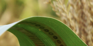 wearable sensors for plants