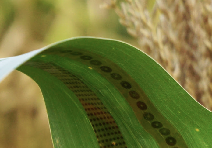 Screen Shot 2018-02-14 at 12.01.14 PM wearable sensors for plants