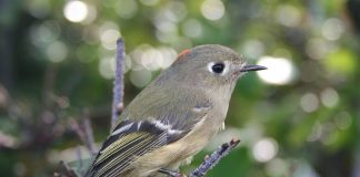 Kinglet