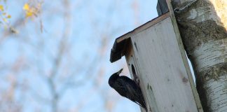 nest box