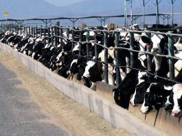 cattle feedlot