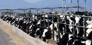 cattle feedlot