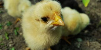 chicken