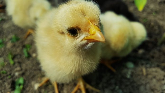 chicken chicken