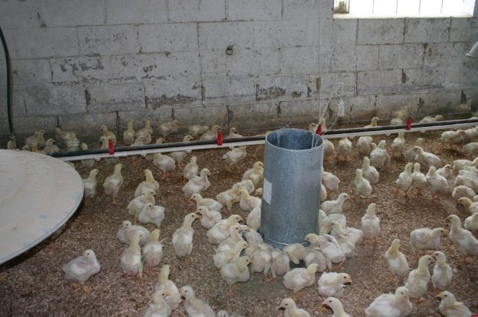 chicks on barn floor chicks on barn floor