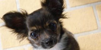 chihuahua