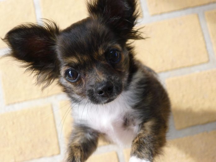 chihuahua chihuahua