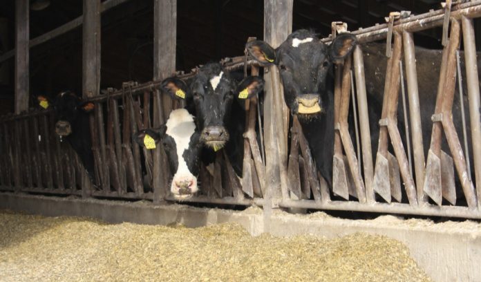 dairy cows in headlocks feeding dairy cows in freestall barn