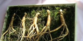 ginseng root