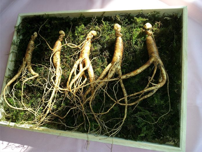 ginseng root ginseng root
