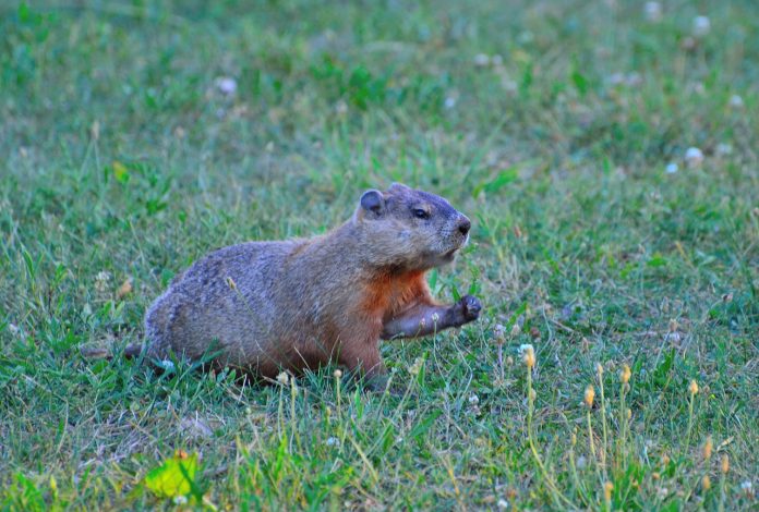 groundhog groundhog