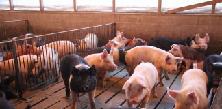 pigs in barn