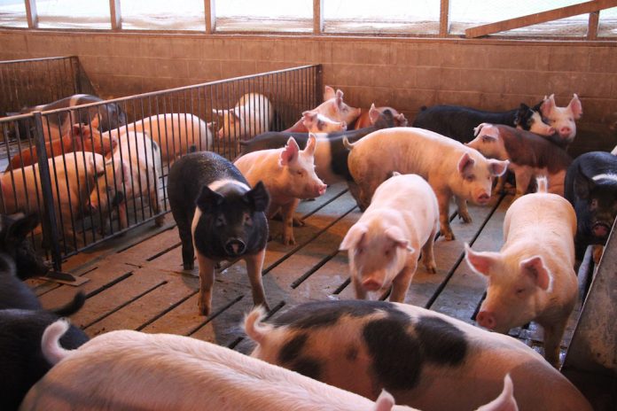 pigs on slatted barn floor pigs in barn