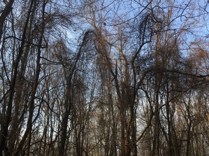 Invasive plant species Invasive plant species