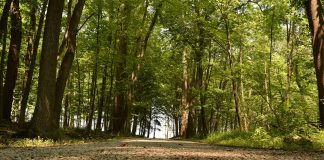 Ohio forest