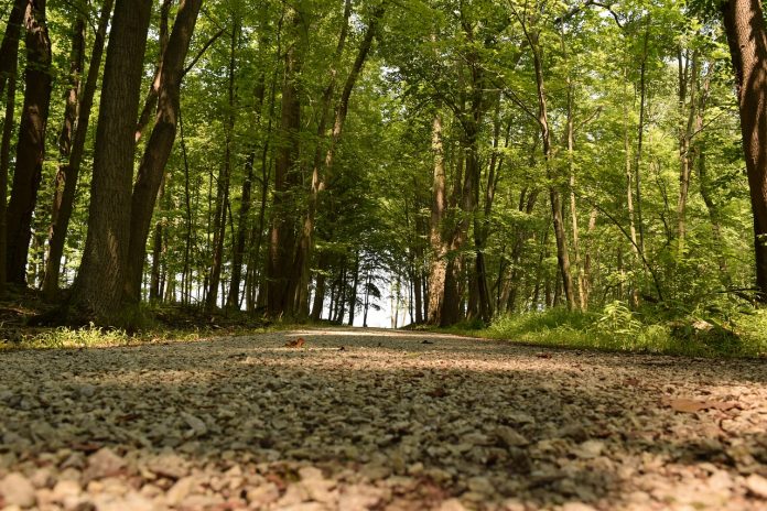 Ohio forest Ohio forest