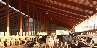 dairy farm