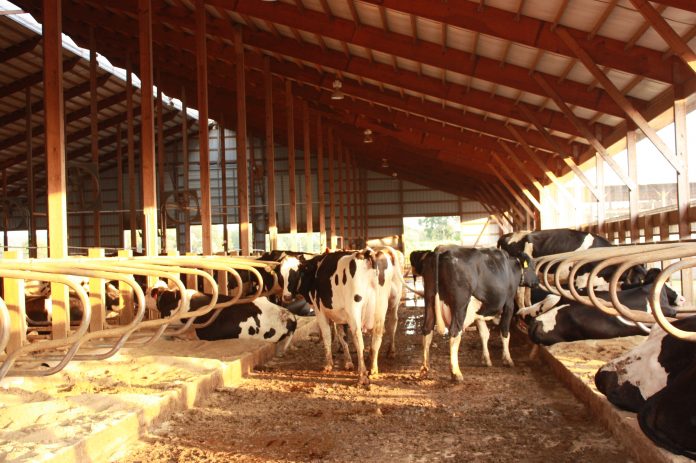 dairy farm dairy farm