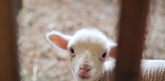 lamb