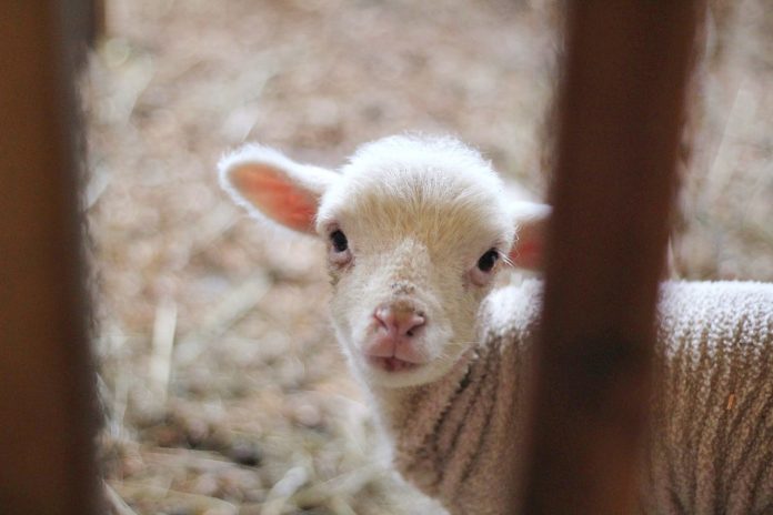lamb lamb
