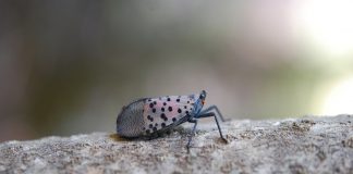Spotted Lanternfly