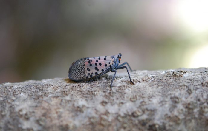 Spotted Lanternfly Spotted Lanternfly