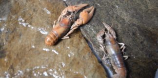 Crayfish