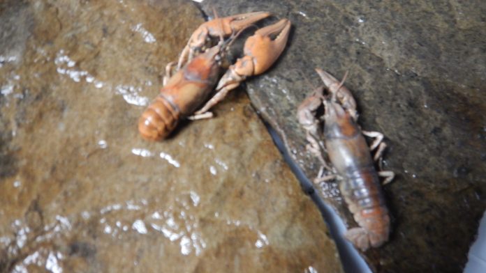 Crayfish Crayfish