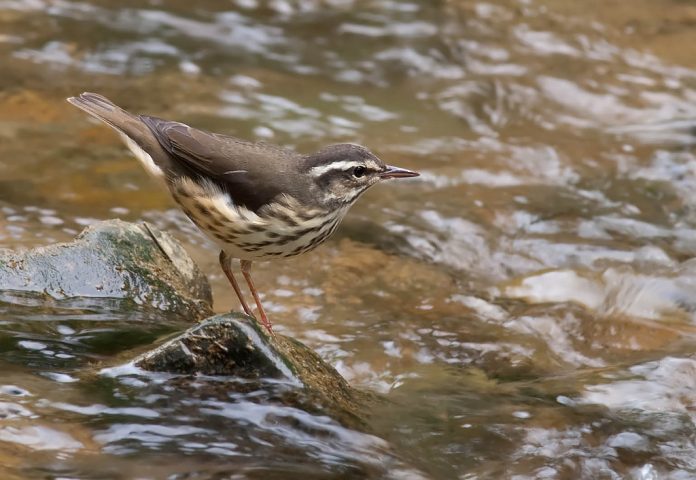 waterthrush waterthrush
