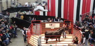 Expo 17 lead bull