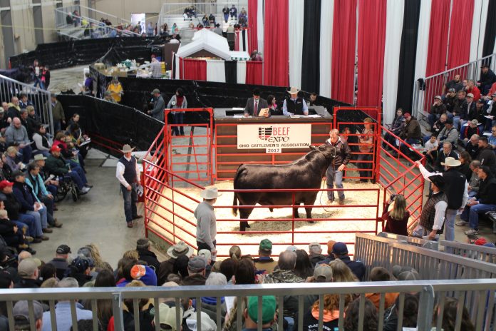 Expo 17 lead bull Expo 17 lead bull