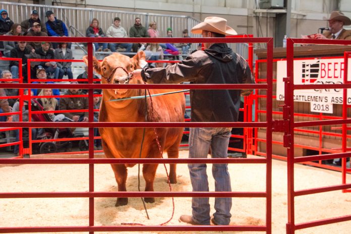 Beef Expo Red Angus sale Beef Expo Red Angus sale