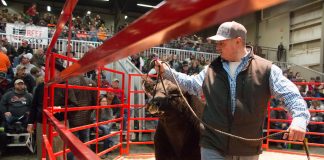 Beef Expo bull sale