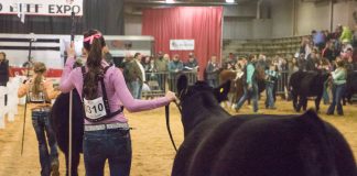 Ohio Beef Expo