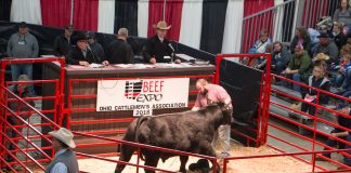 Beef Expo sale ring