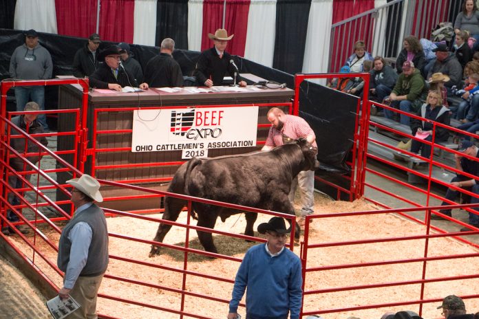 Beef Expo sale ring Beef Expo sale ring