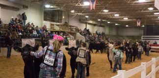 Youth show beef cattle