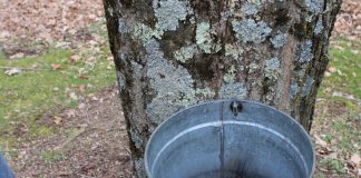Sap collection bucket