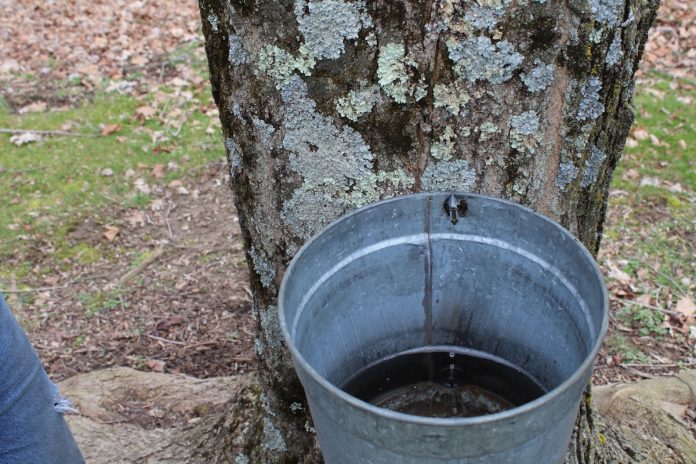 Brown sap 1 Sap collection bucket